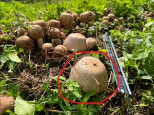 King Agaricus KA21