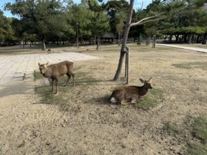 Deer