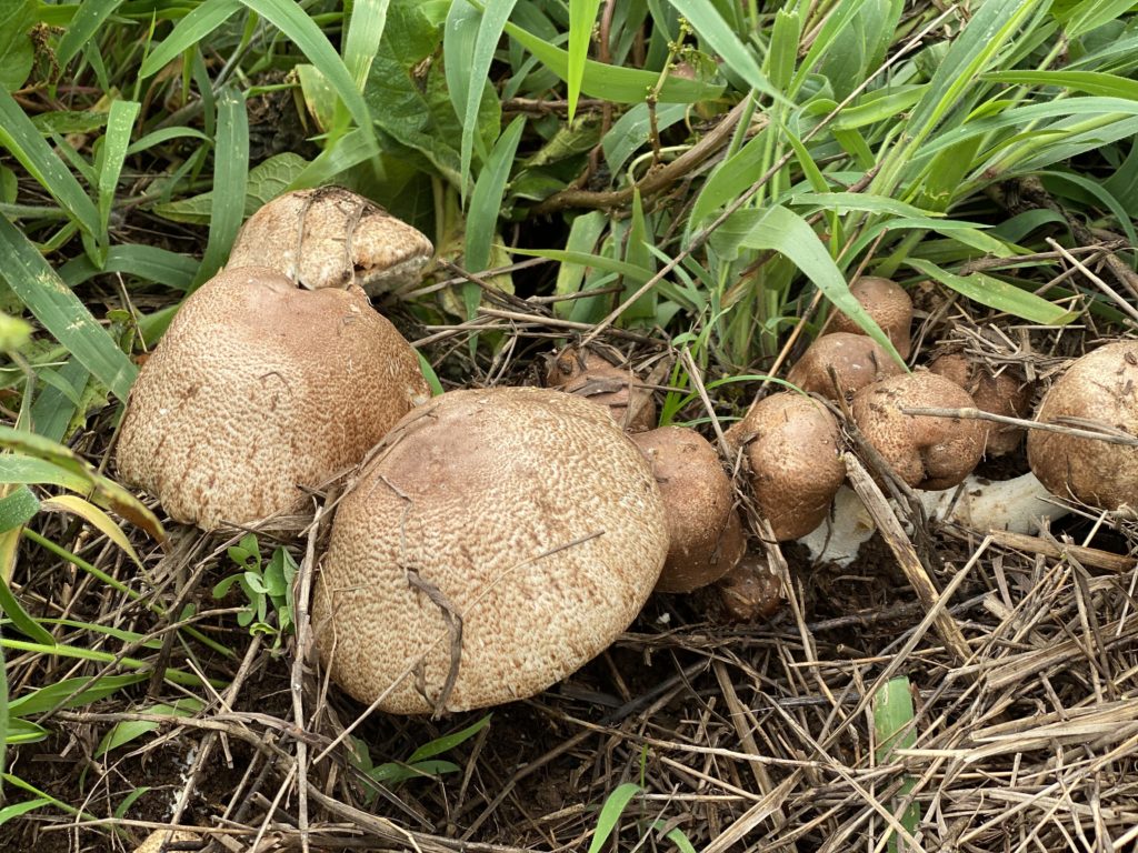 King Agaricus