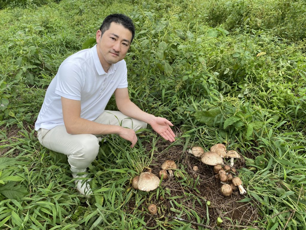 King Agaricus