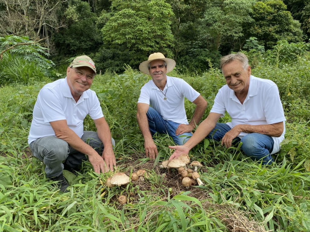 King Agaricus brazil