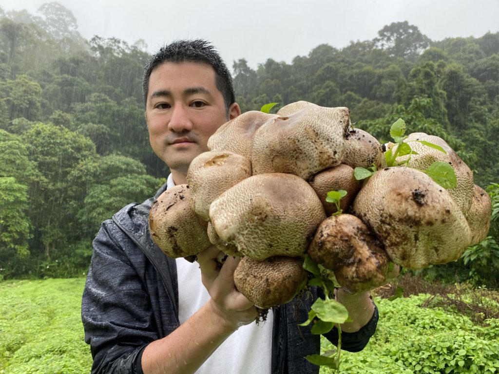 King Agaricus