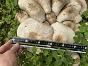 King Agaricus KA21