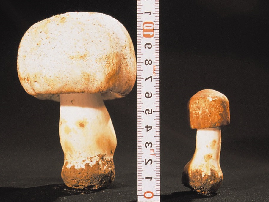 King Agaricus KA21